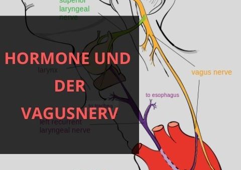 Der Vagusnerv - Funktionsweise in der Hormonbalance